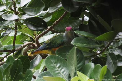 Holub královský (Ptilinopus regina) Holub královský (Ptilinopus regina)