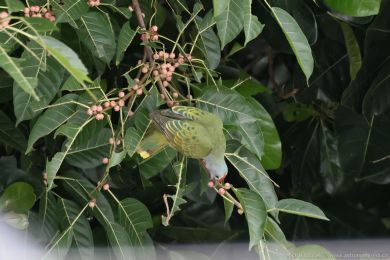 Holub královský (Ptilinopus regina) Holub královský (Ptilinopus regina)