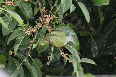 Holub královský (Ptilinopus regina) Holub královský (Ptilinopus regina)