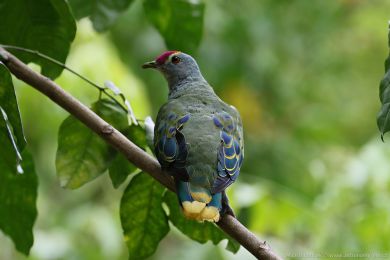 Holub královský (Ptilinopus regina) Holub královský (Ptilinopus regina)