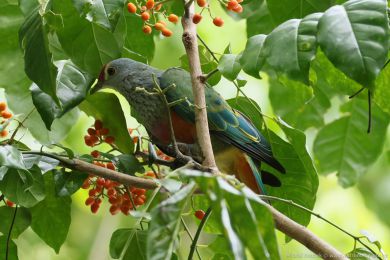 Holub královský (Ptilinopus regina) Holub královský (Ptilinopus regina)