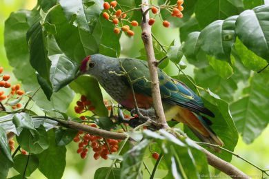 Holub královský (Ptilinopus regina) Holub královský (Ptilinopus regina)