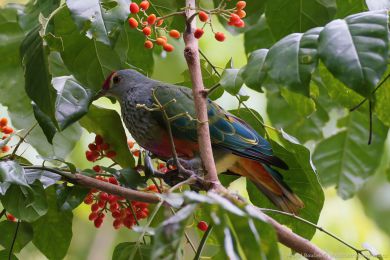 Holub královský (Ptilinopus regina) Holub královský (Ptilinopus regina)