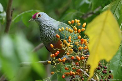 Holub královský (Ptilinopus regina) Holub královský (Ptilinopus regina)