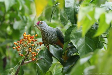Holub královský (Ptilinopus regina) Holub královský (Ptilinopus regina)
