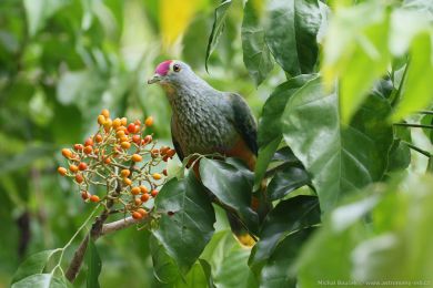 Holub královský (Ptilinopus regina) Holub královský (Ptilinopus regina)