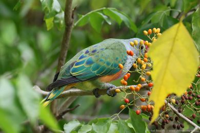 Holub královský (Ptilinopus regina) Holub královský (Ptilinopus regina)
