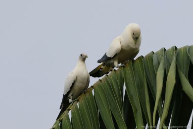 Holub pobení (Ducula spilorrhoa)