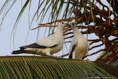 Holub pobení (Ducula spilorrhoa)