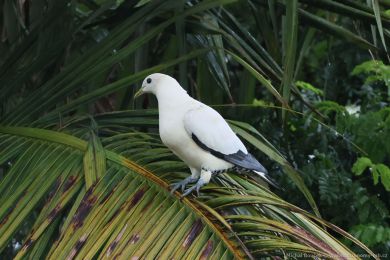 Holub pobení (Ducula spilorrhoa)