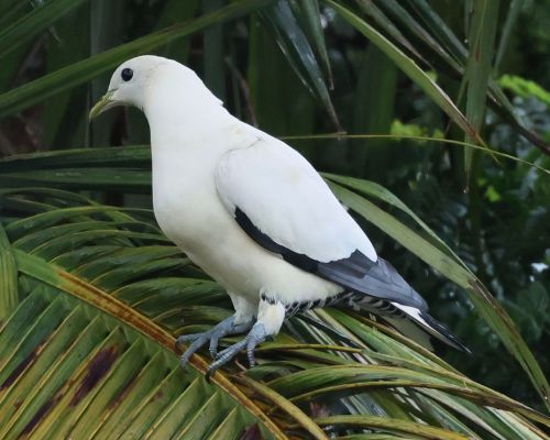 Holub pobení (Ducula spilorrhoa)