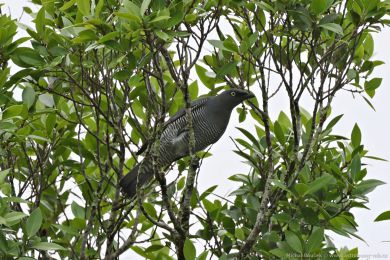 Houseník lutooký (Coracina lineata)