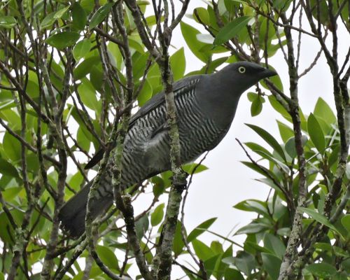 Houseník lutooký (Coracina lineata)