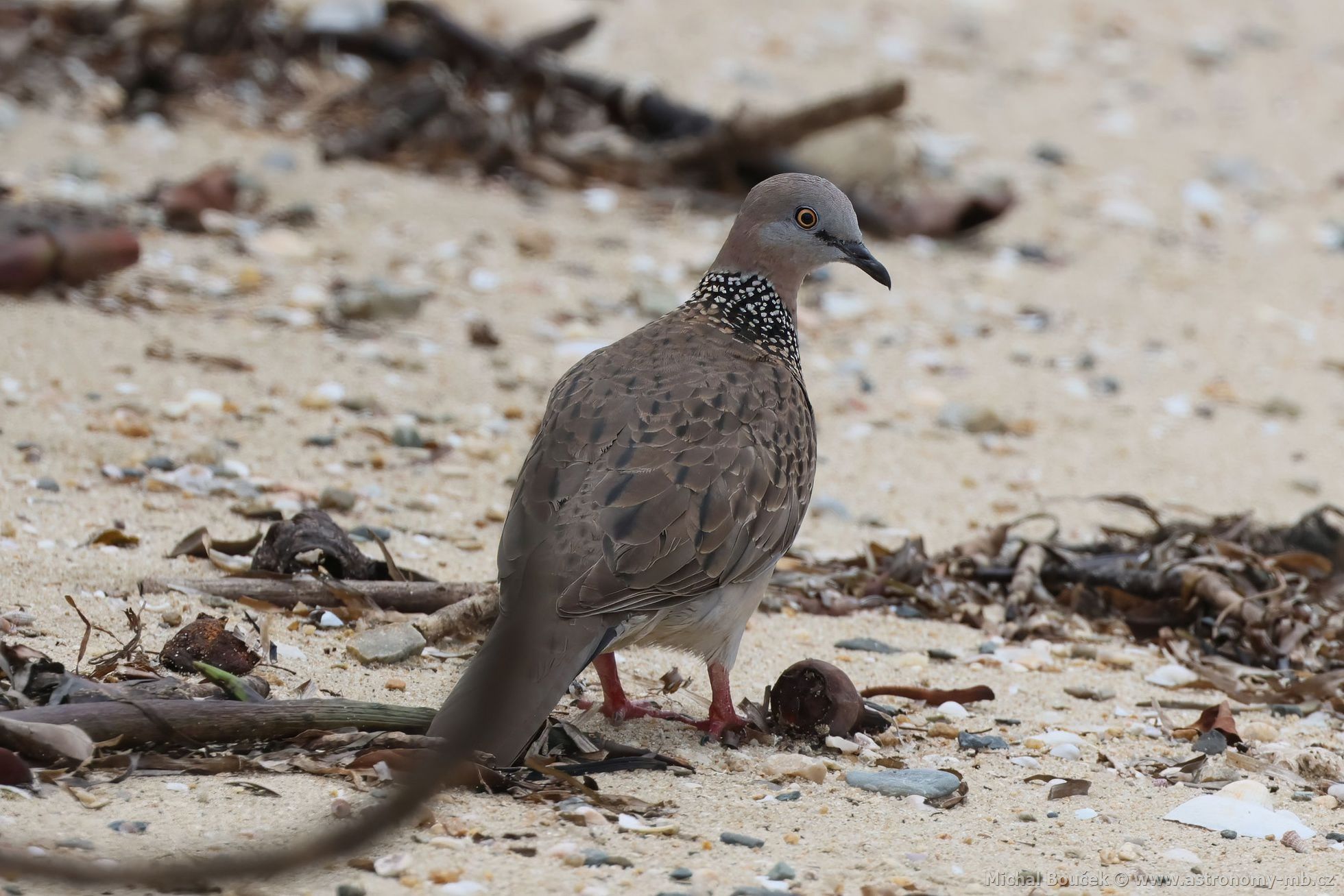 Hrdlika kropenatá (Spilopelia chinensis)