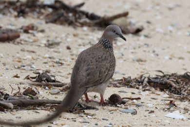 Hrdlika kropenatá (Spilopelia chinensis)