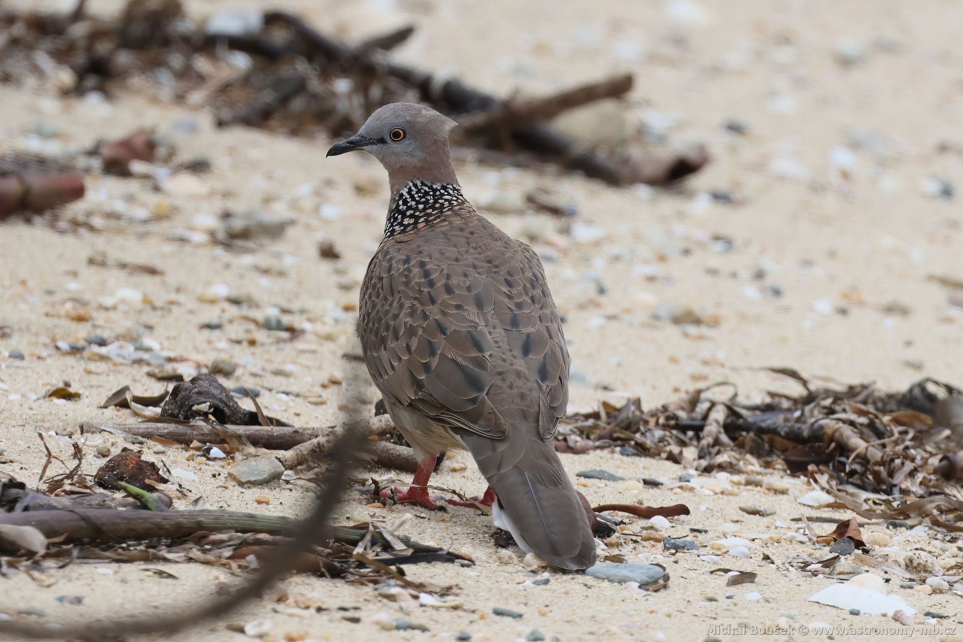 Hrdlika kropenatá (Spilopelia chinensis)