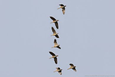 Husika australská (Dendrocygna eytoni)