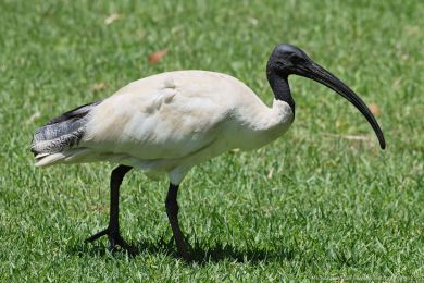 Ibis australský (Threskiornis molucca)