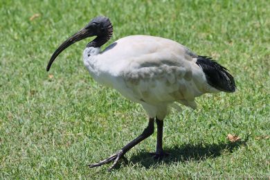 Ibis australský (Threskiornis molucca)