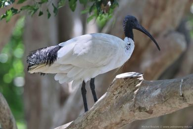 Ibis australský (Threskiornis molucca)