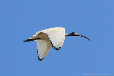 Ibis australský (Threskiornis molucca)