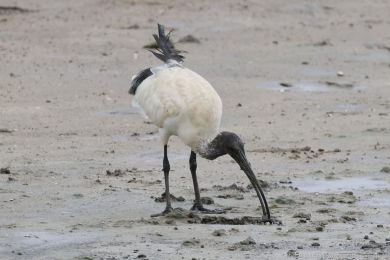 Ibis australský (Threskiornis molucca)