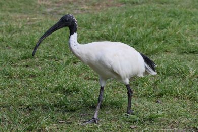 Ibis australský (Threskiornis molucca)