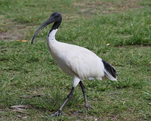 Ibis australský (Threskiornis molucca)