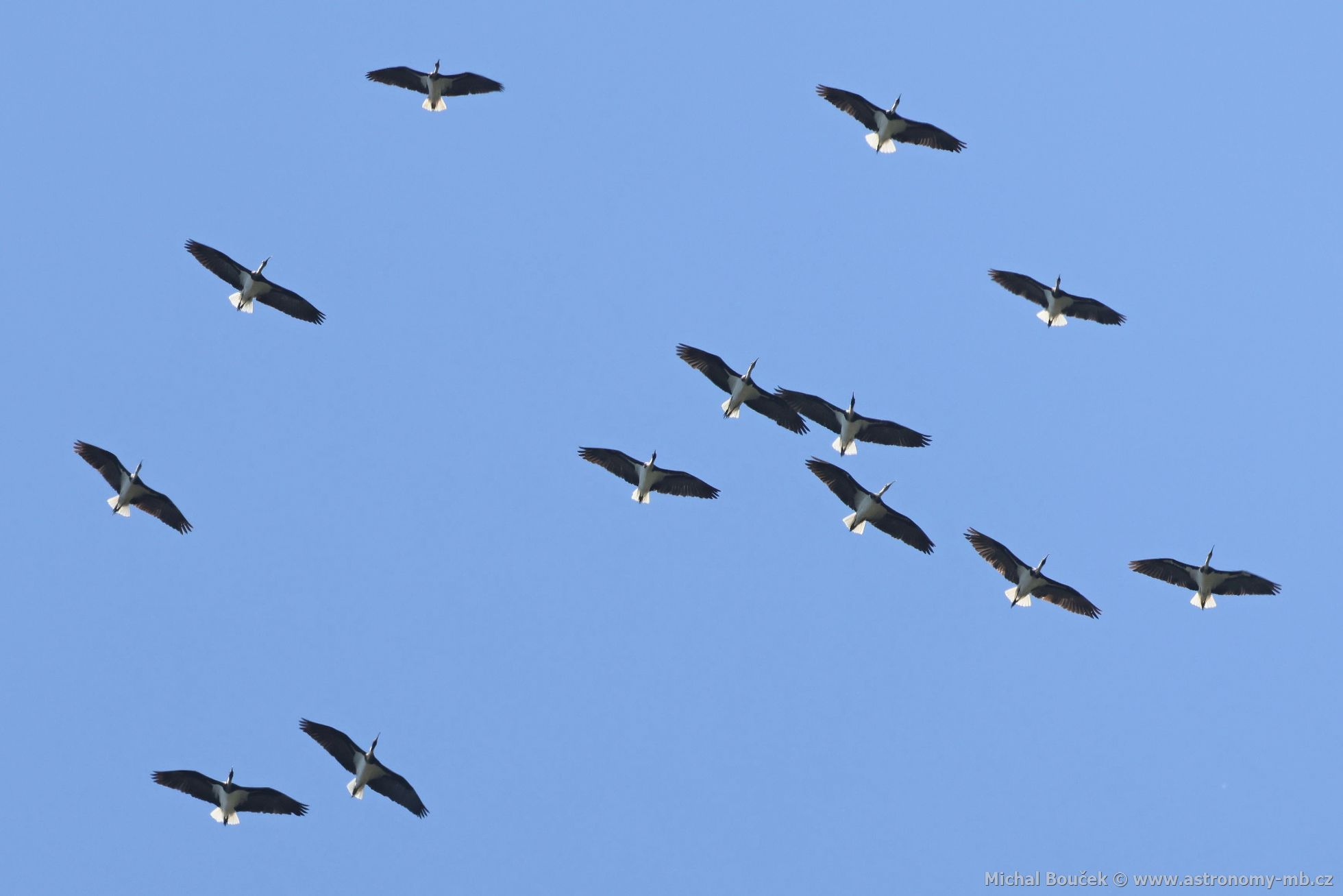 Ibis lutokrký (Threskiornis spinicollis)