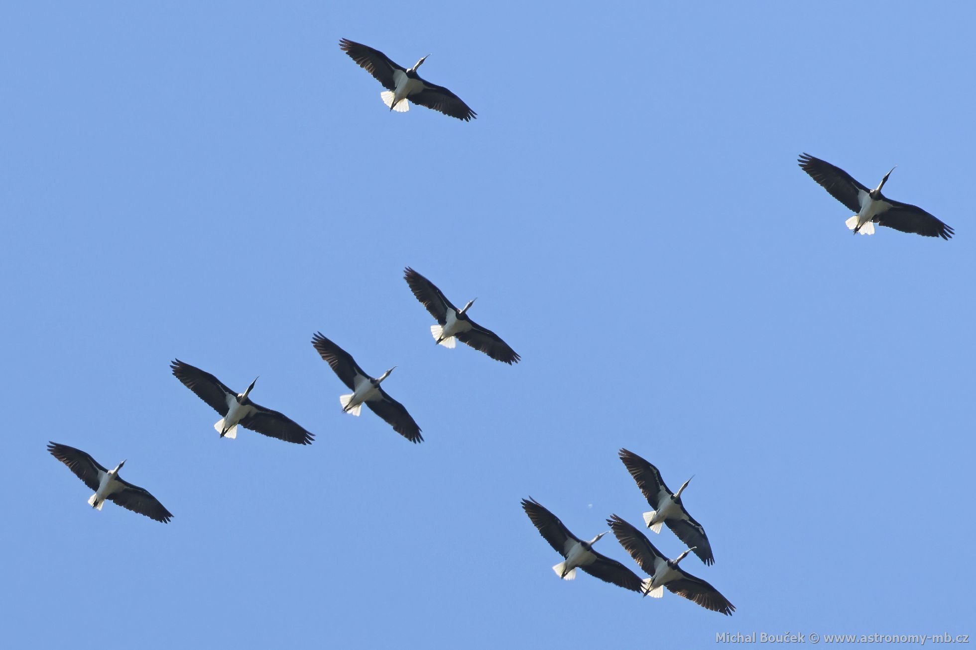 Ibis lutokrký (Threskiornis spinicollis)