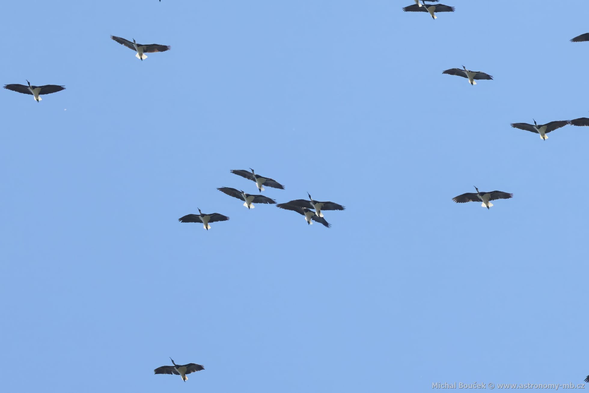 Ibis lutokrký (Threskiornis spinicollis)