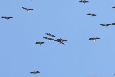 Ibis lutokrký (Threskiornis spinicollis)