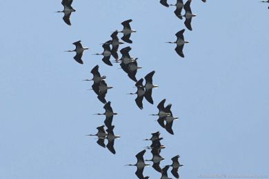 Ibis lutokrký (Threskiornis spinicollis)