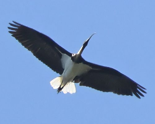 Ibis lutokrký (Threskiornis spinicollis)