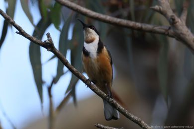 Jehlozobka východní (Acanthorhynchus tenuirostris)