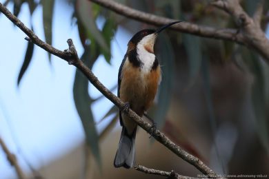 Jehlozobka východní (Acanthorhynchus tenuirostris)
