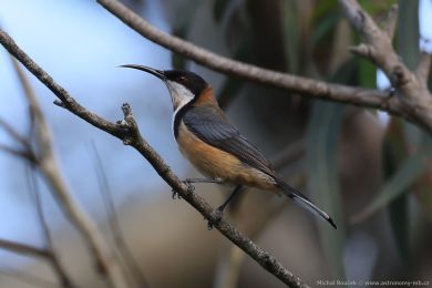 Jehlozobka východní (Acanthorhynchus tenuirostris)