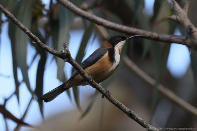 Jehlozobka východní (Acanthorhynchus tenuirostris)