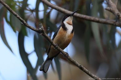 Jehlozobka východní (Acanthorhynchus tenuirostris)