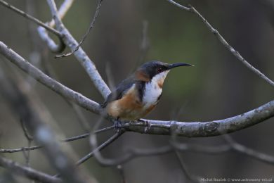 Jehlozobka východní (Acanthorhynchus tenuirostris)