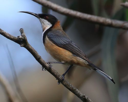 Jehlozobka východní (Acanthorhynchus tenuirostris)