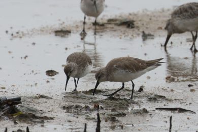 Jespák kivozobý (Calidris ferruginea)