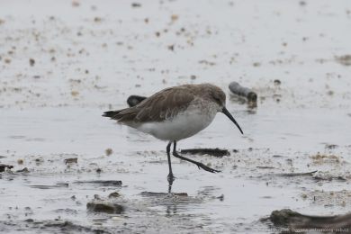 Jespák kivozobý (Calidris ferruginea)