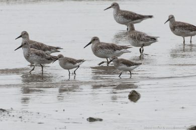 Jespák kivozobý (Calidris ferruginea)