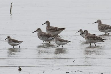 Jespák kivozobý (Calidris ferruginea)