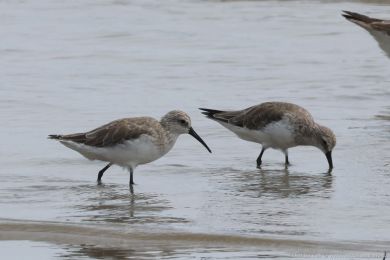 Jespák kivozobý (Calidris ferruginea)