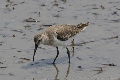 Jespák kivozobý (Calidris ferruginea)