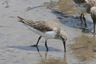 Jespák kivozobý (Calidris ferruginea)