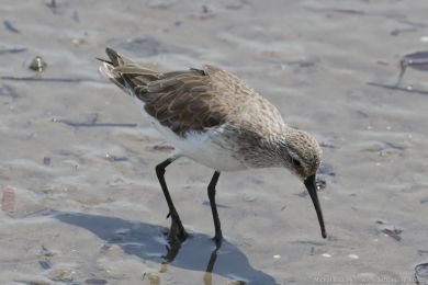 Jespák kivozobý (Calidris ferruginea)