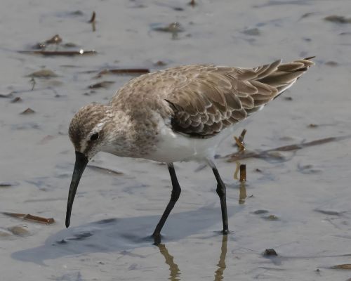 Jespák kivozobý (Calidris ferruginea)